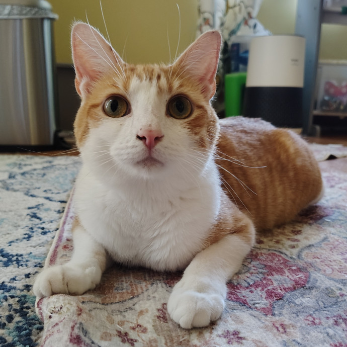 Tender Lovin' Cat Care In Dayton Ohio