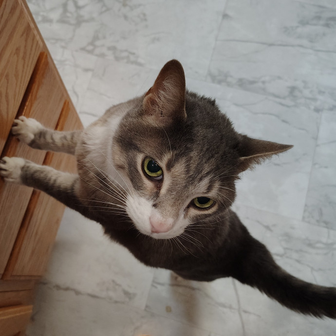 Tender Lovin' Cat Care In Dayton Ohio