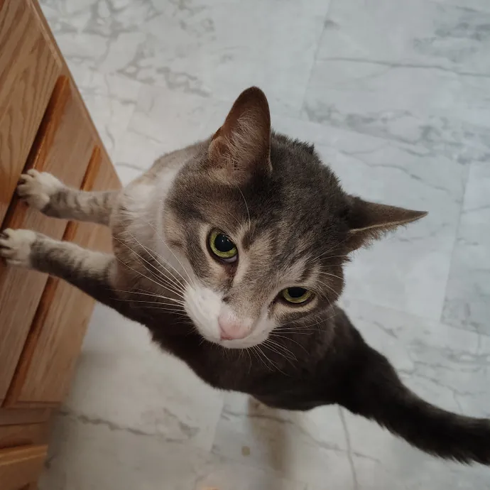 Tender Lovin' Cat Care In Dayton Ohio