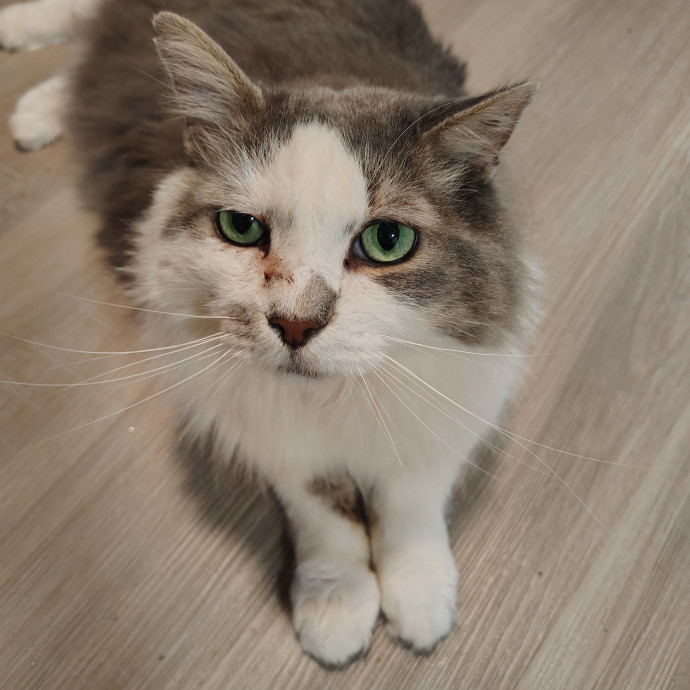 Tender Lovin' Cat Care In Dayton Ohio