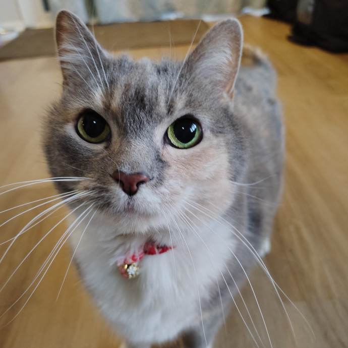Tender Lovin' Cat Care In Dayton Ohio
