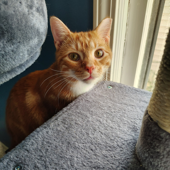 Tender Lovin' Cat Care In Dayton Ohio