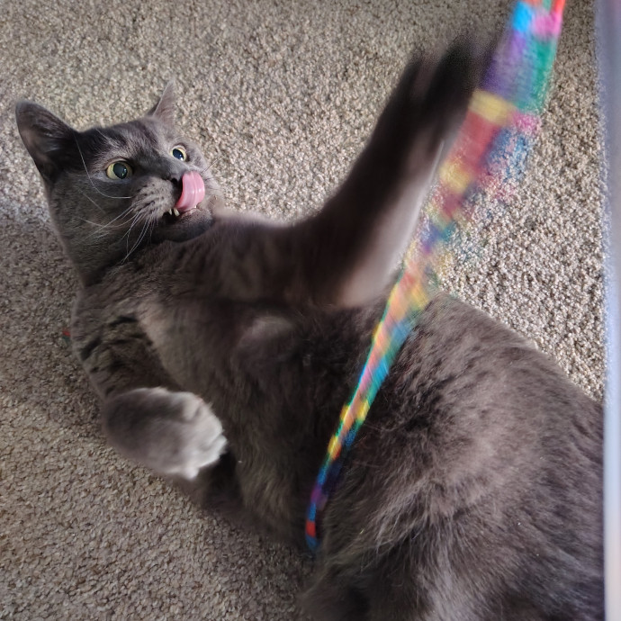 Tender Lovin' Cat Care In Dayton Ohio
