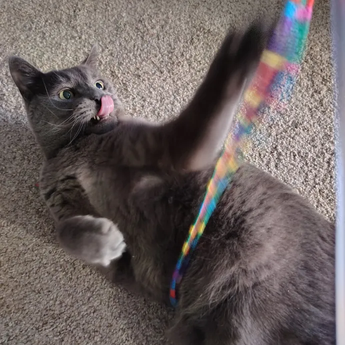 Tender Lovin' Cat Care In Dayton Ohio