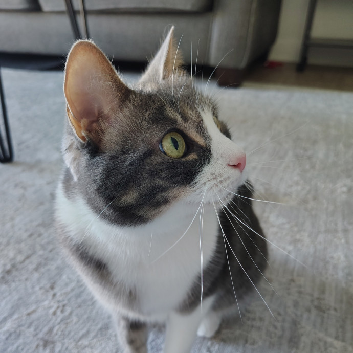 Tender Lovin' Cat Care In Dayton Ohio
