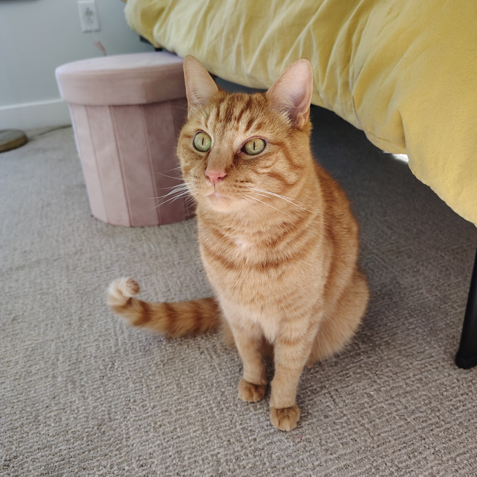 Tender Lovin' Cat Care In Dayton Ohio