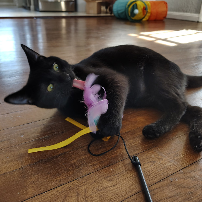 Tender Lovin' Cat Care In Dayton Ohio