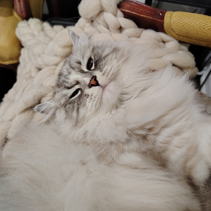 Tender Lovin' Cat Care In Dayton Ohio