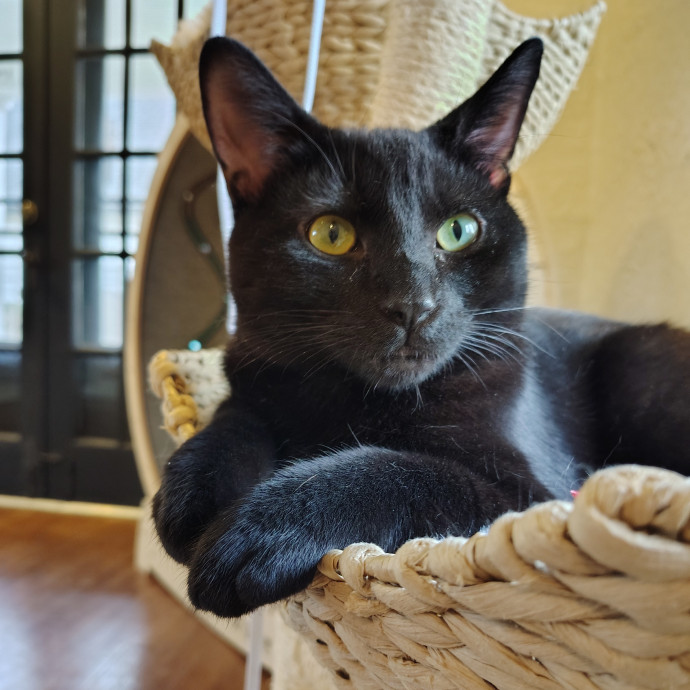 Tender Lovin' Cat Care In Dayton Ohio
