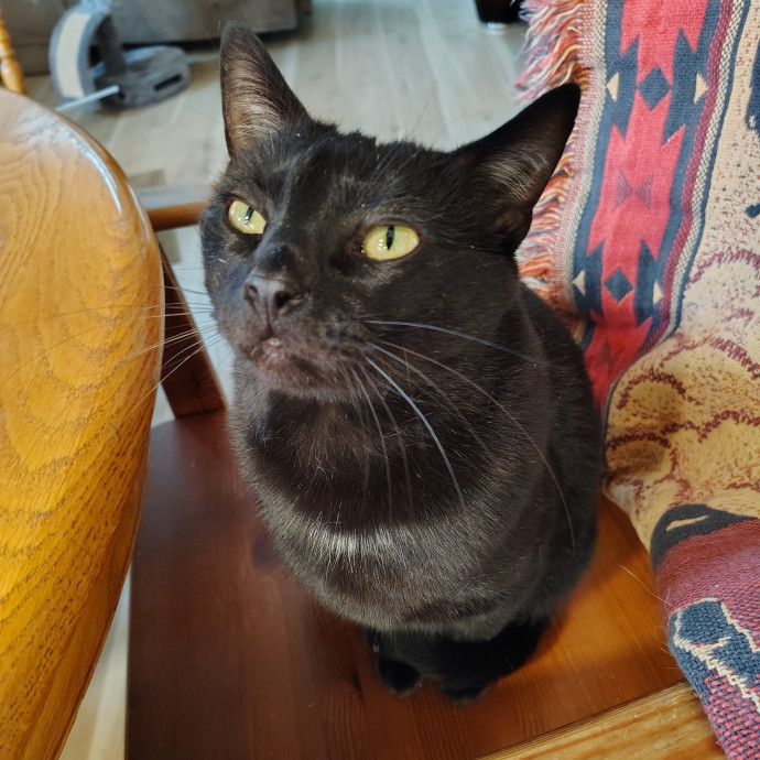 Tender Lovin' Cat Care In Dayton Ohio