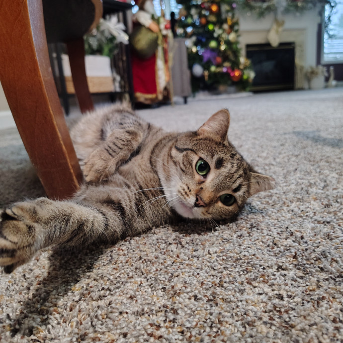 Tender Lovin' Cat Care In Dayton Ohio
