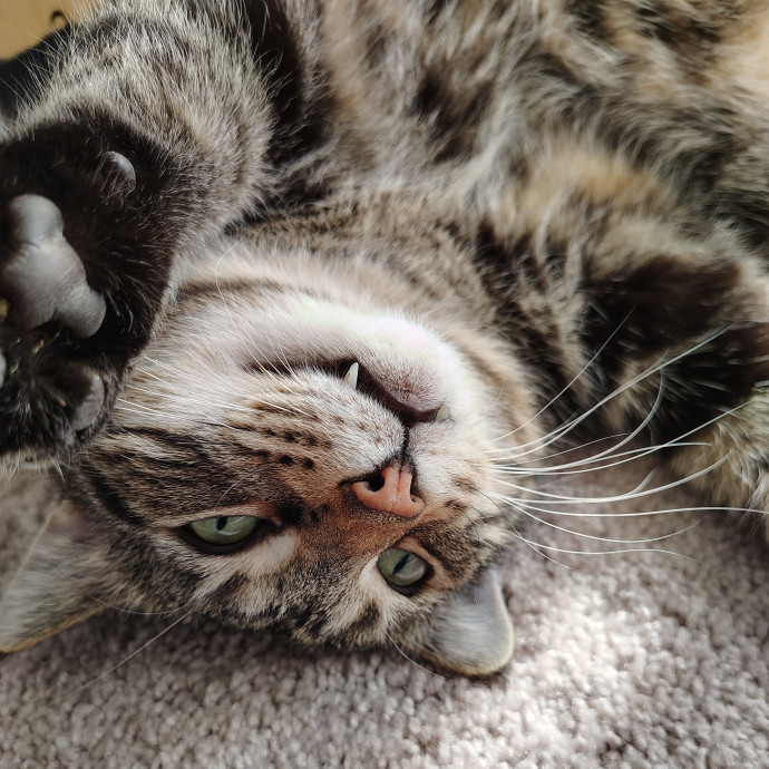 Tender Lovin' Cat Care In Dayton Ohio