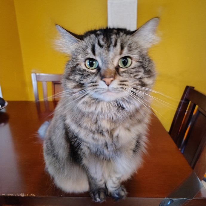 Tender Lovin' Cat Care In Dayton Ohio