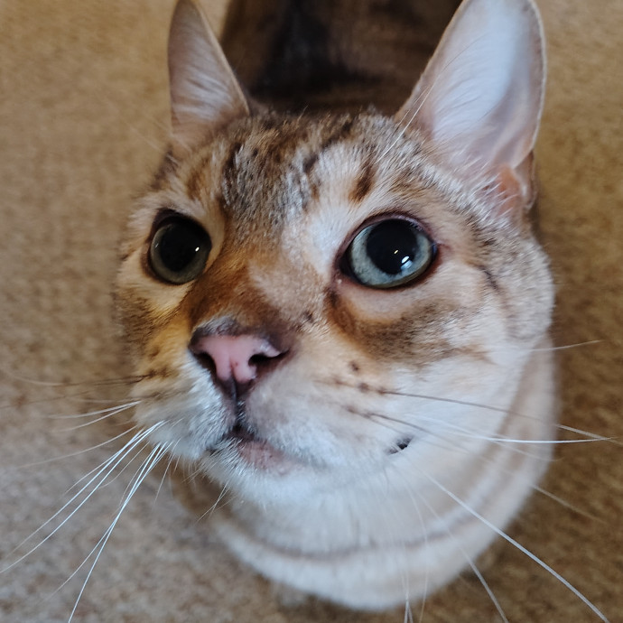 Tender Lovin' Cat Care In Dayton Ohio