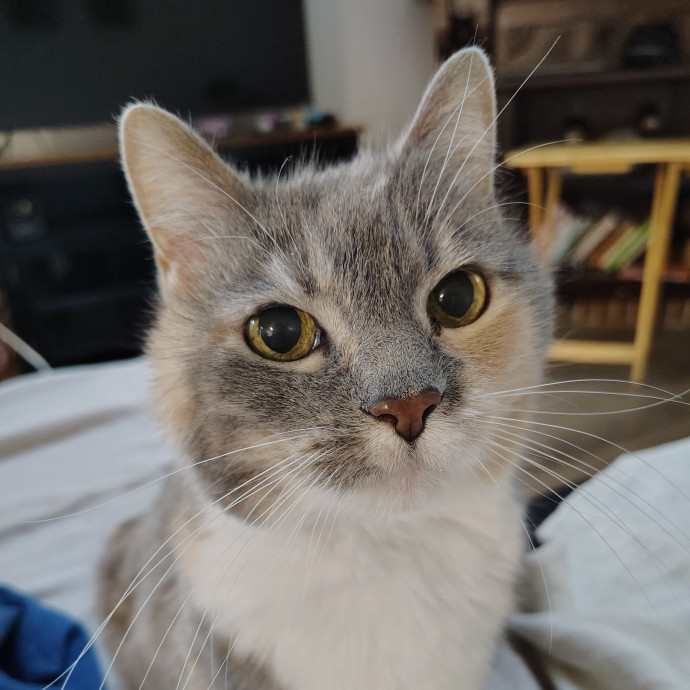 Tender Lovin' Cat Care In Dayton Ohio
