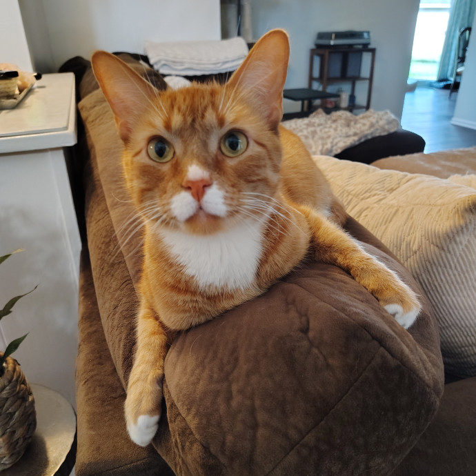 Tender Lovin' Cat Care In Dayton Ohio