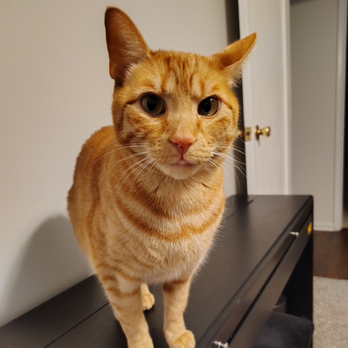 Tender Lovin' Cat Care In Dayton Ohio