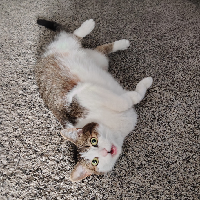 Tender Lovin' Cat Care In Dayton Ohio