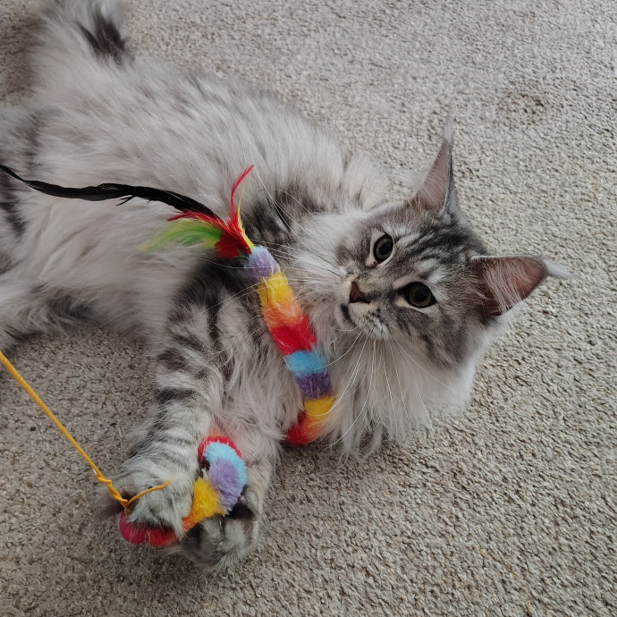 Tender Lovin' Cat Care In Dayton Ohio