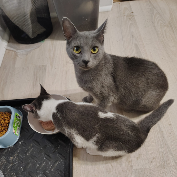 Tender Lovin' Cat Care In Dayton Ohio