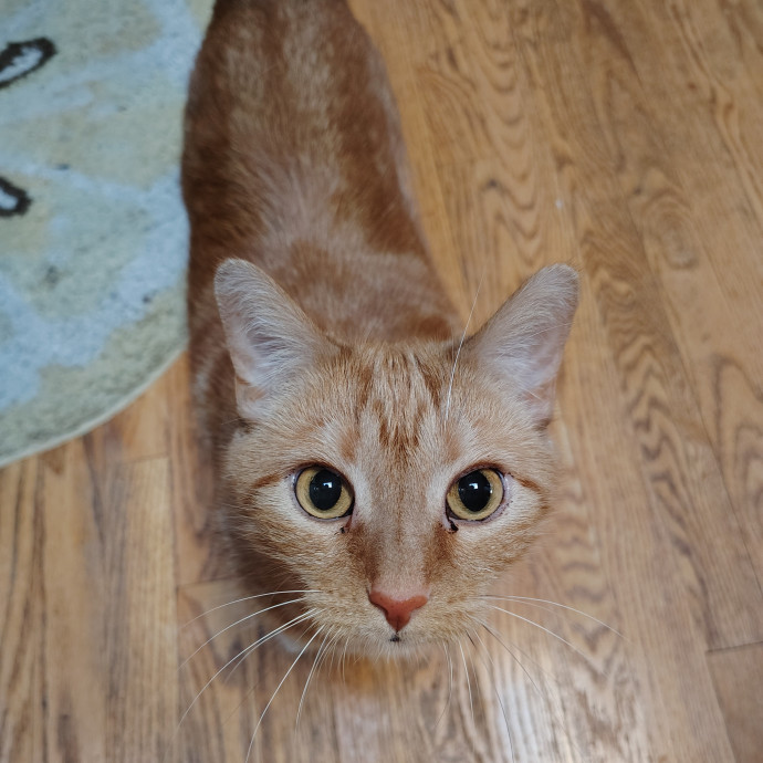 Tender Lovin' Cat Care In Dayton Ohio