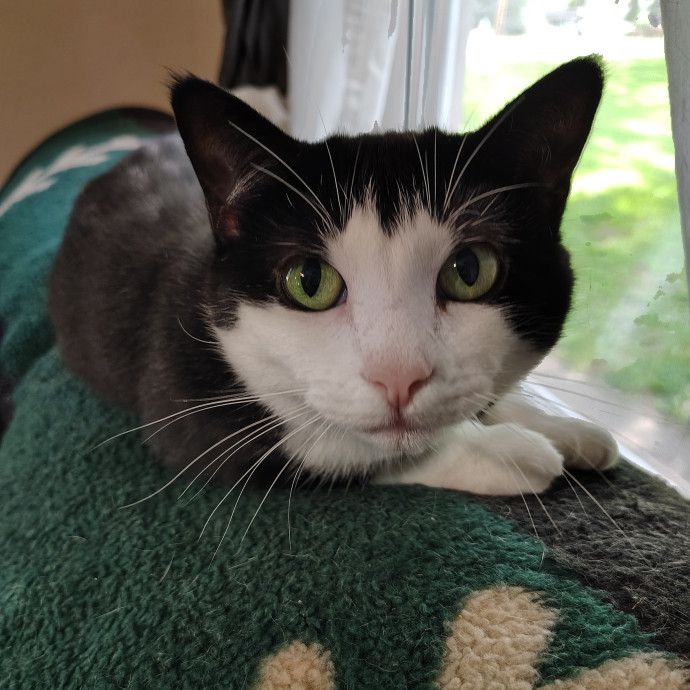 Tender Lovin' Cat Care In Dayton Ohio