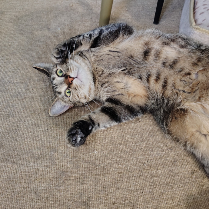 Tender Lovin' Cat Care In Dayton Ohio