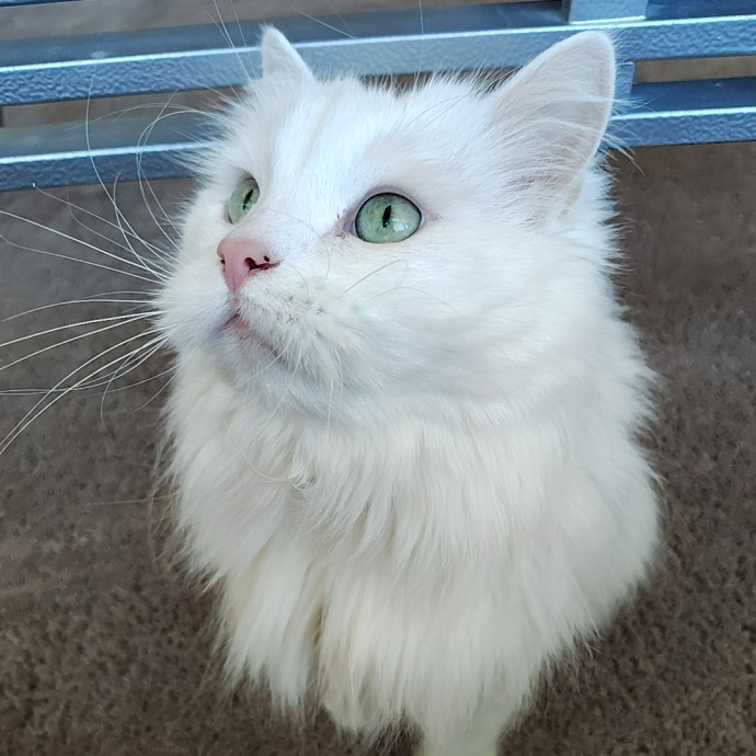 Tender Lovin' Cat Care In Dayton Ohio