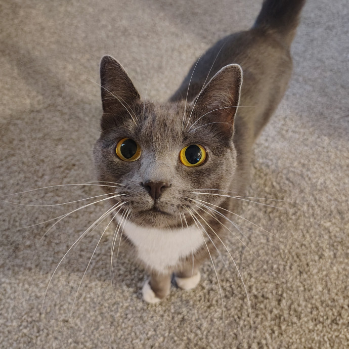 Tender Lovin' Cat Care In Dayton Ohio photo 3