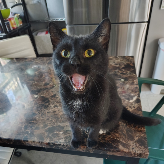 Tender Lovin' Cat Care In Dayton Ohio photo 2