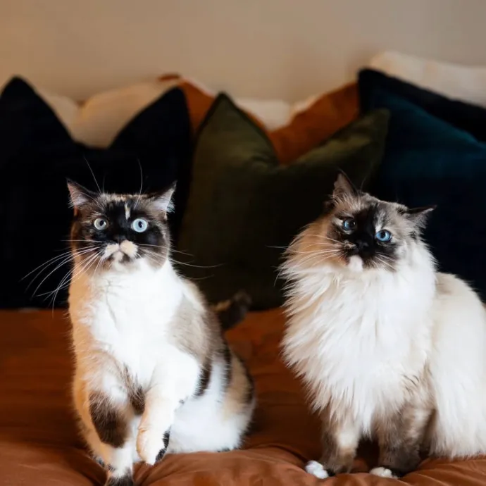 Compassionate Care For Every Cat