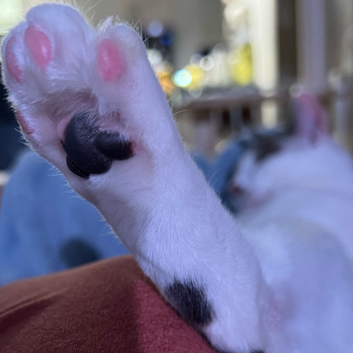 Toe Beans - Cat Sitting In Denver photo 2