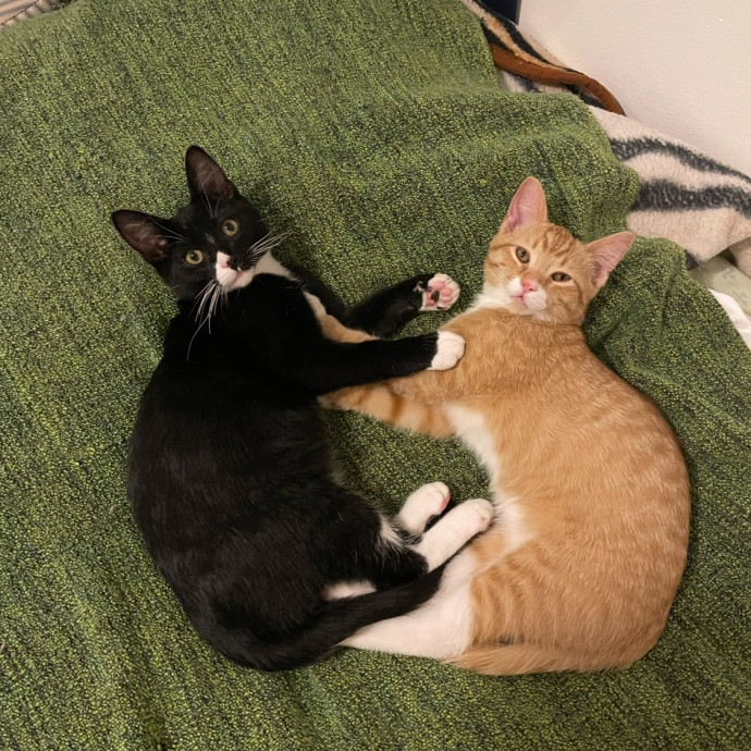 20 Years Caring For And Fostering Cats photo 2