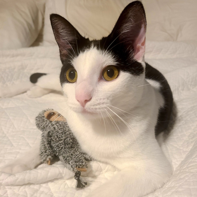Nurse  Cat Enthusiast