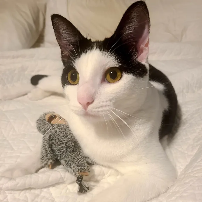 Nurse  Cat Enthusiast
