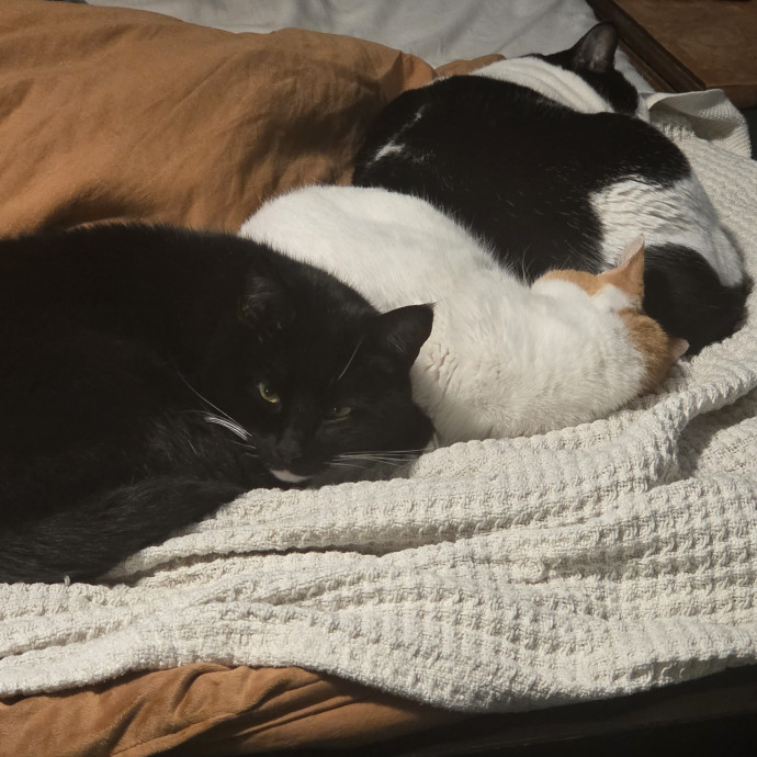 Nurse  Cat Enthusiast