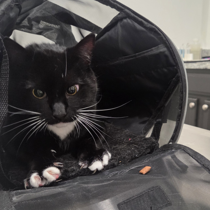 Nurse  Cat Enthusiast