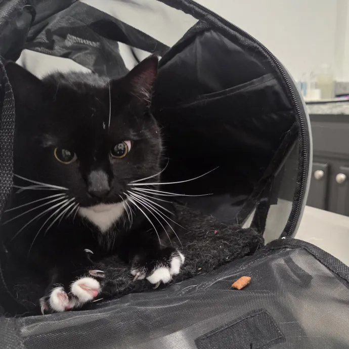 Nurse  Cat Enthusiast photo 3