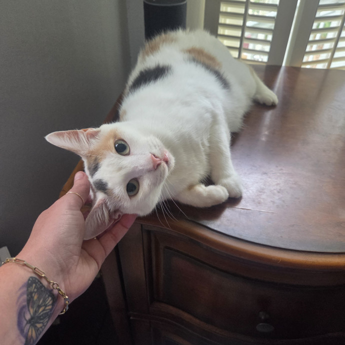 Nurse  Cat Enthusiast photo 3