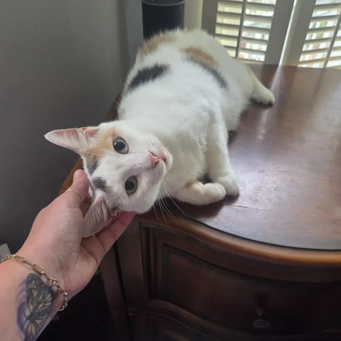 Nurse  Cat Enthusiast photo 3