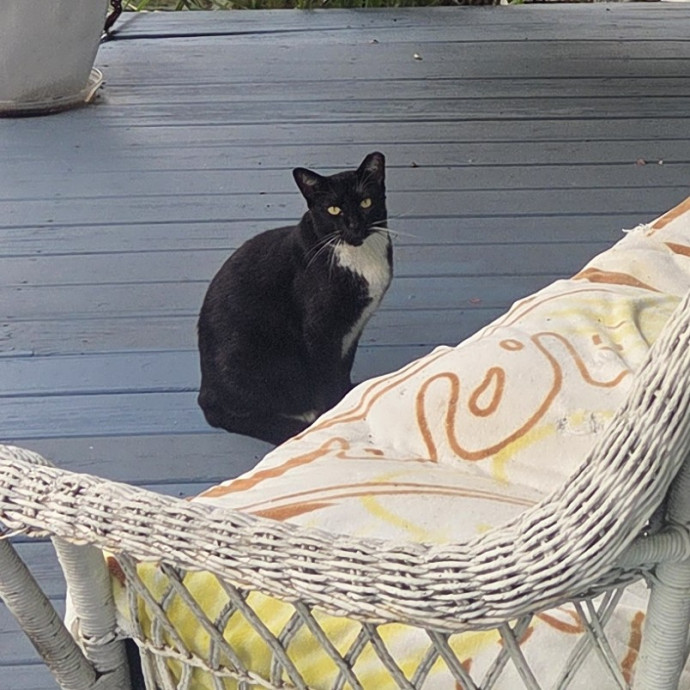 Nurse  Cat Enthusiast photo 2