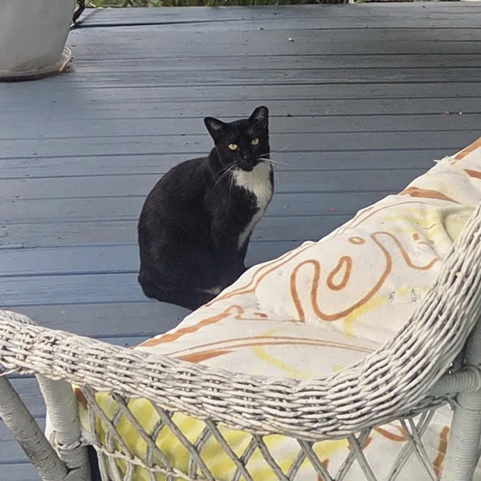 Nurse  Cat Enthusiast photo 2
