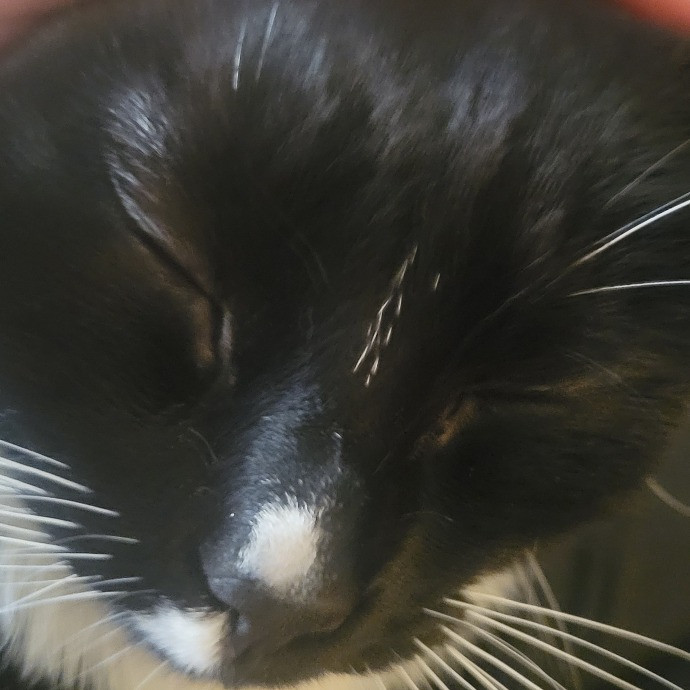 Erica's Cat Sitting Experience photo 3