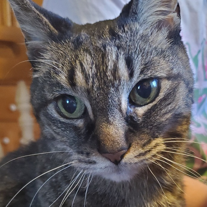Erica's Cat Sitting Experience photo 2