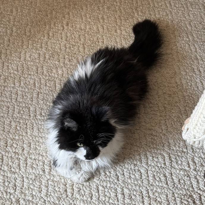 Rn And Trusted Cat Sitter photo 2