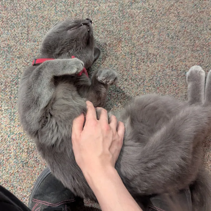 Just A Chill Kitty Best Friend