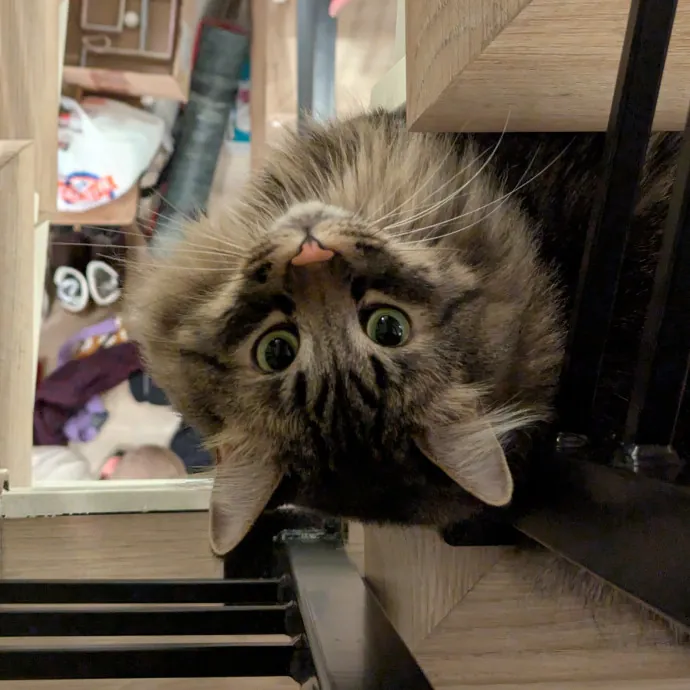 Just A Chill Kitty Best Friend