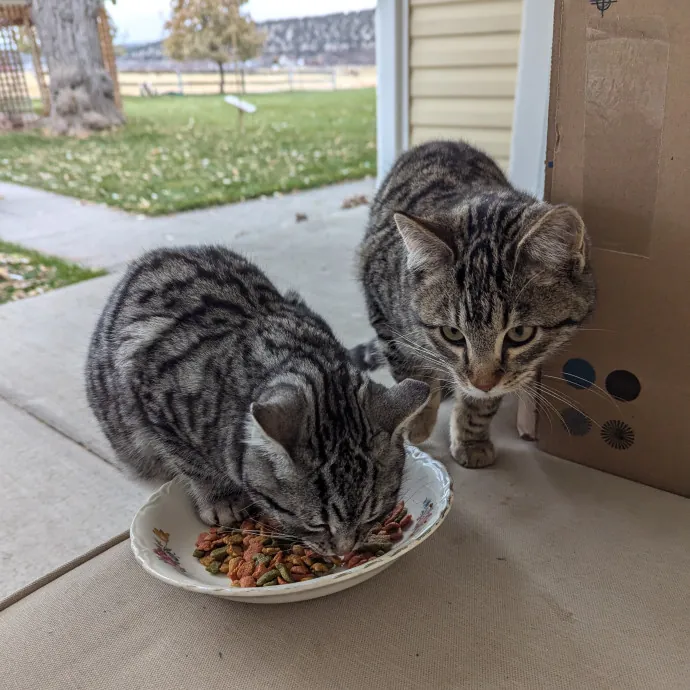 Just A Chill Kitty Best Friend