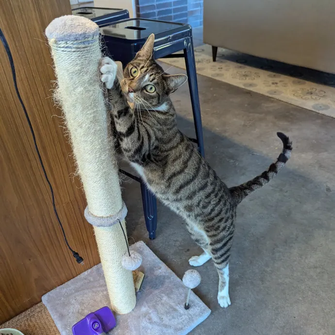 Just A Chill Kitty Best Friend