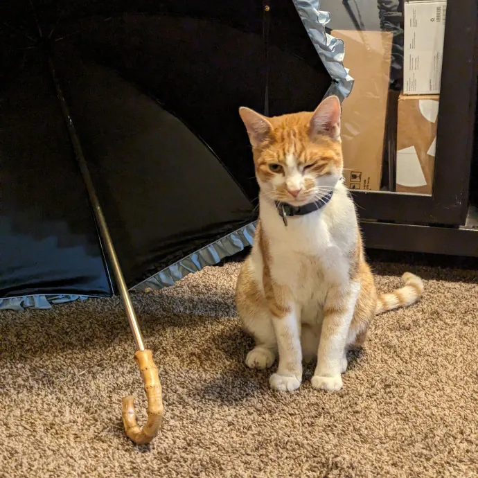 Just A Chill Kitty Best Friend